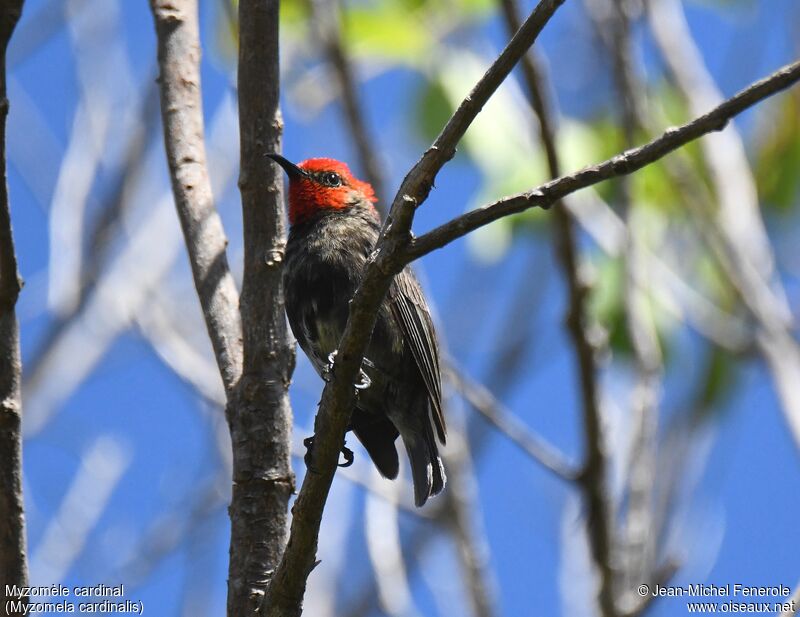 Myzomèle cardinal