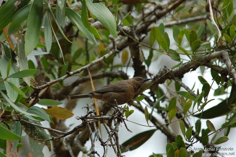 Dusky Myzomelaadult