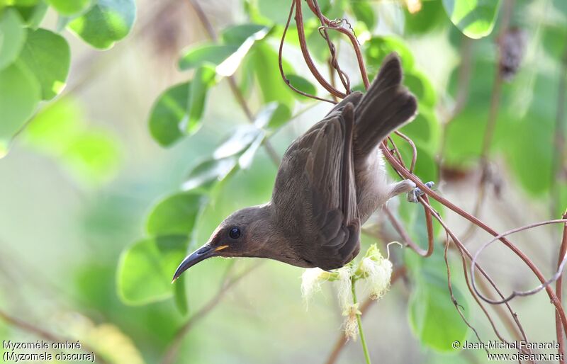 Dusky Myzomela