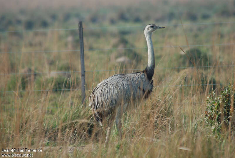 Nandou d'Amériqueadulte, habitat, pigmentation