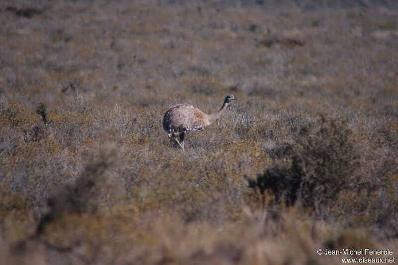 Lesser Rhea