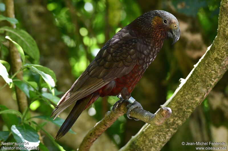 New Zealand Kaka