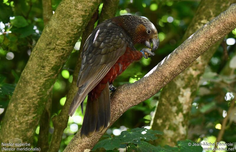 New Zealand Kaka