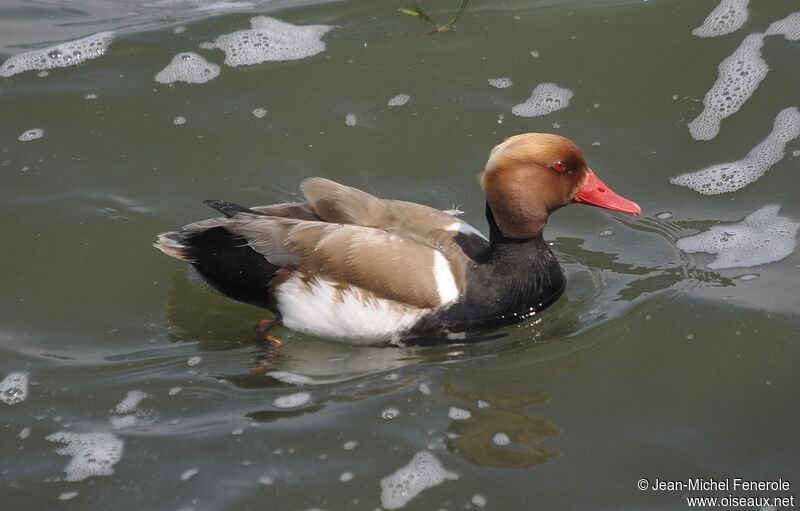 Red-crested Pochard male adult