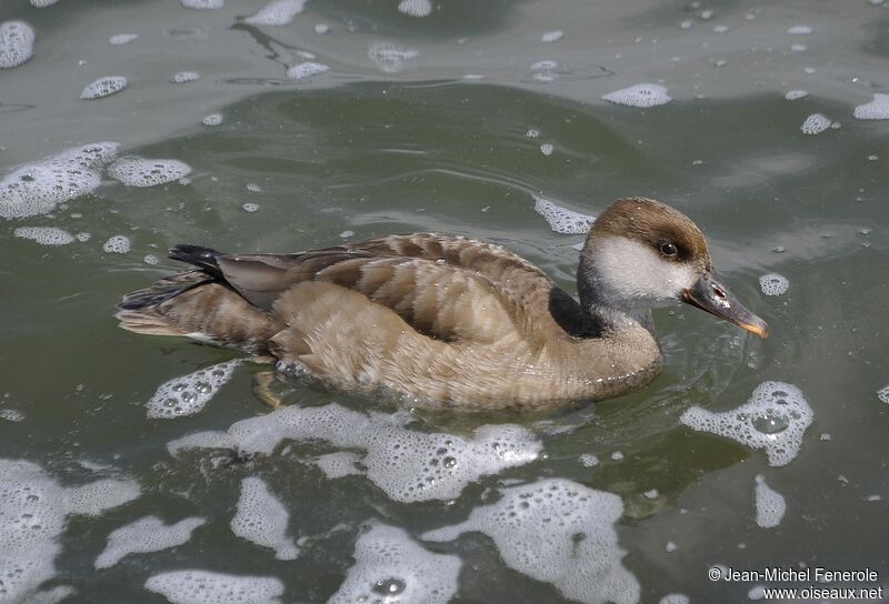 Red-crested Pochard