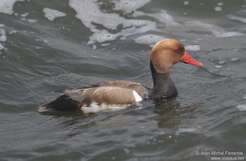 Red-crested Pochard male adult