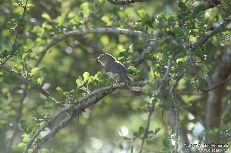 Common Newtonia