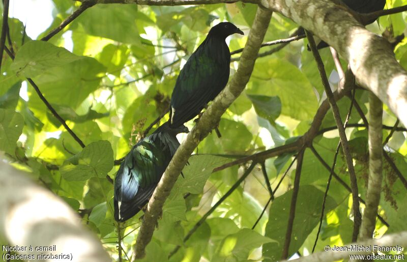 Nicobar Pigeon