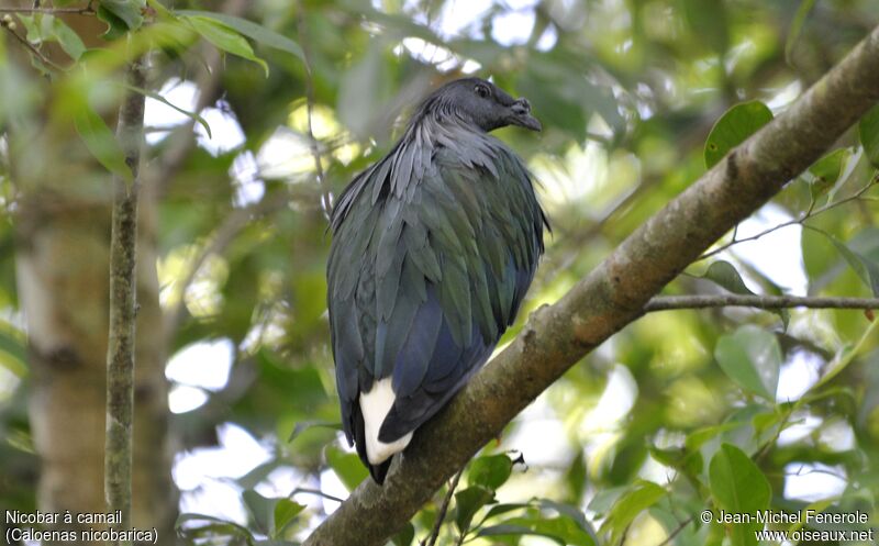 Nicobar Pigeon