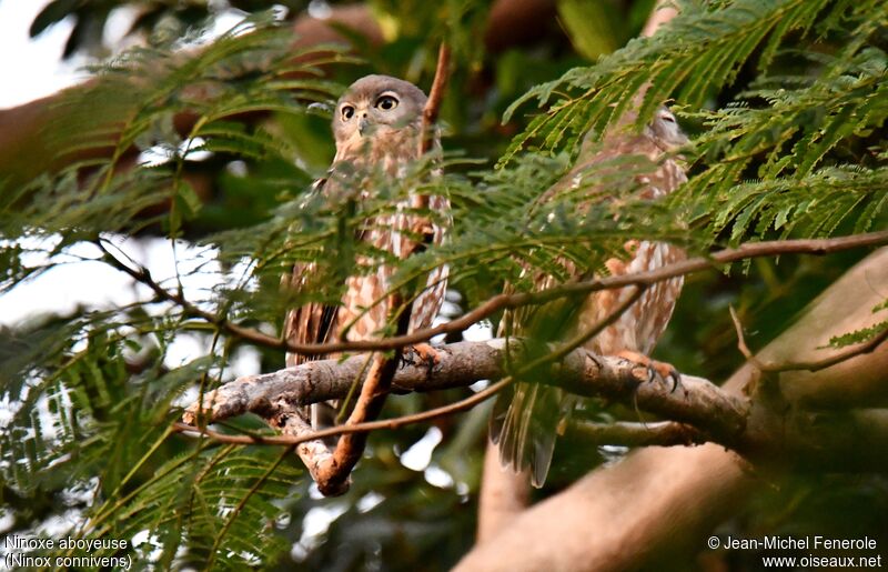 Barking Owl