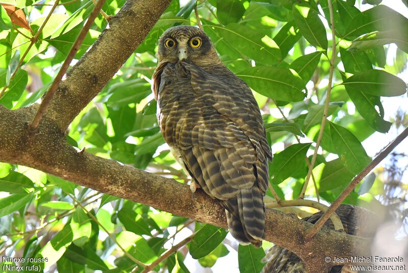 Rufous Owl