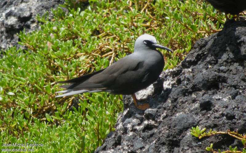 Black Noddy