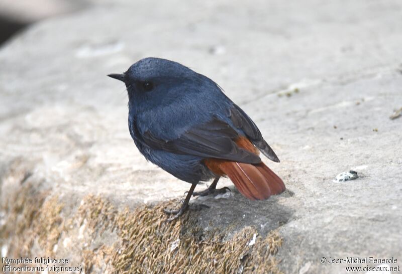 Plumbeous Water Redstart