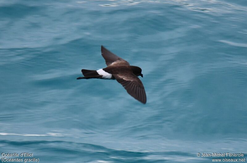 Elliot's Storm Petrel