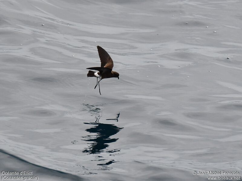 Elliot's Storm Petrel