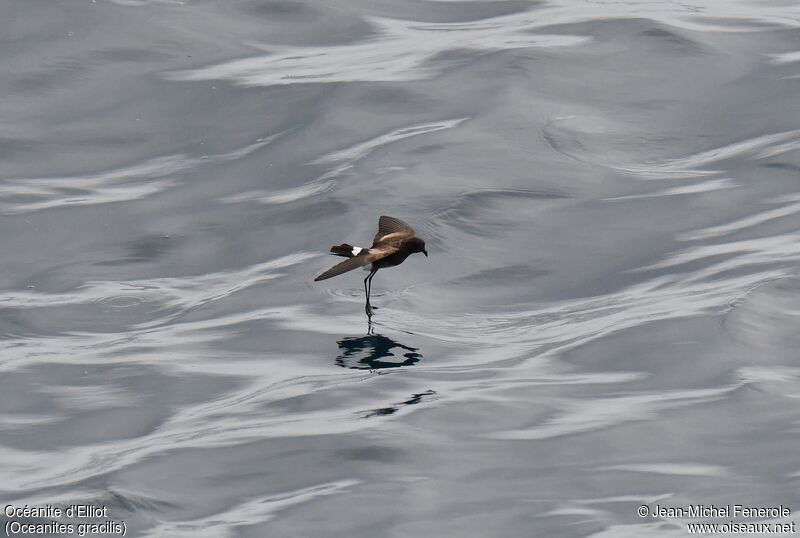 Elliot's Storm Petrel