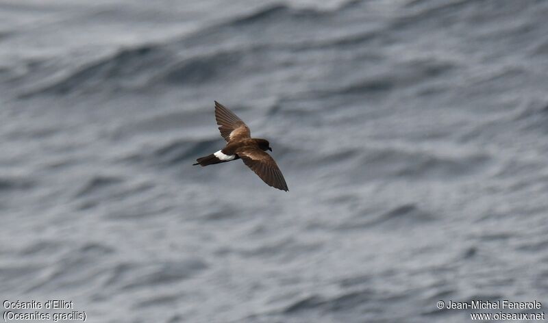 Elliot's Storm Petrel