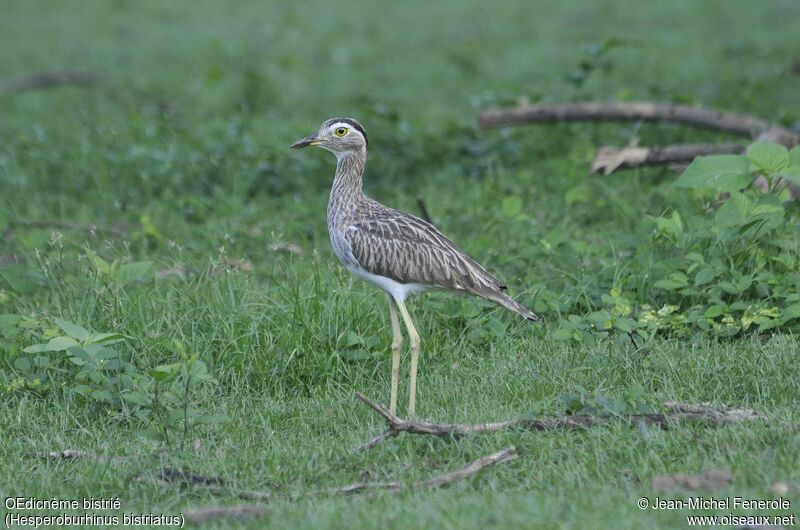 Double-striped Thick-knee