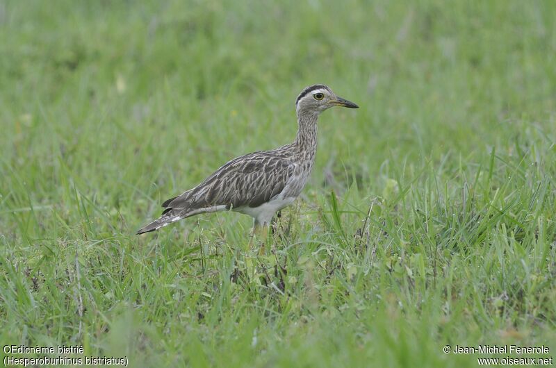 Double-striped Thick-knee