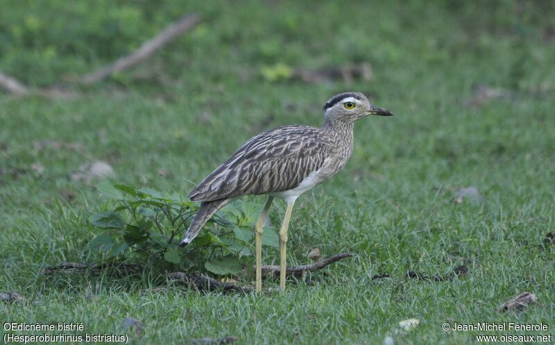 Double-striped Thick-kneeadult, identification