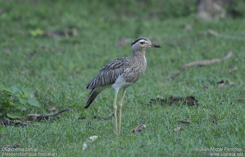 Double-striped Thick-knee