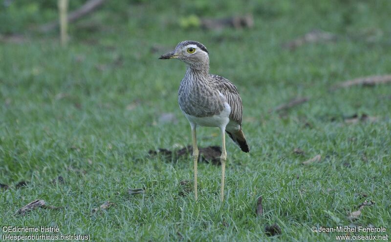 Double-striped Thick-knee