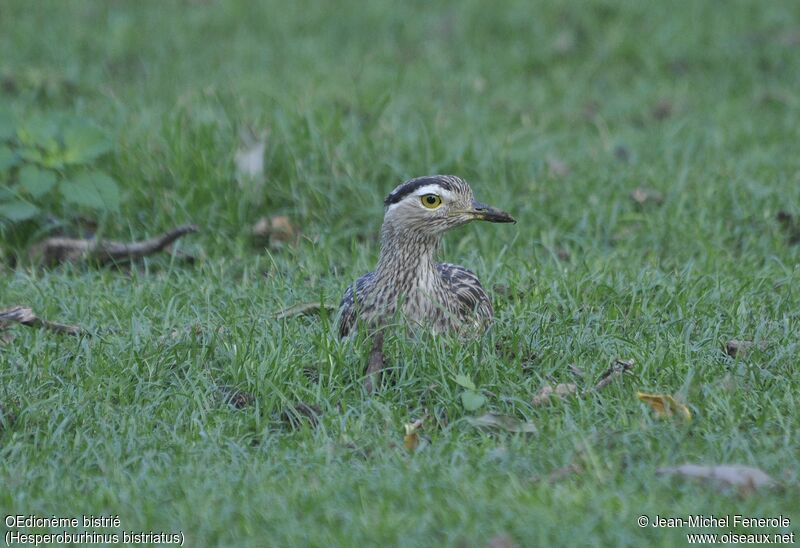 Double-striped Thick-knee