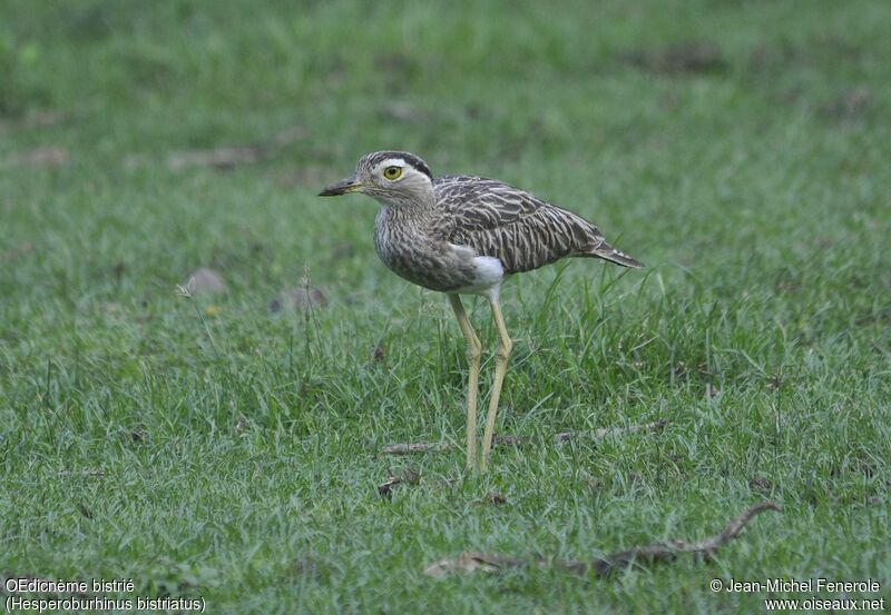 Double-striped Thick-knee