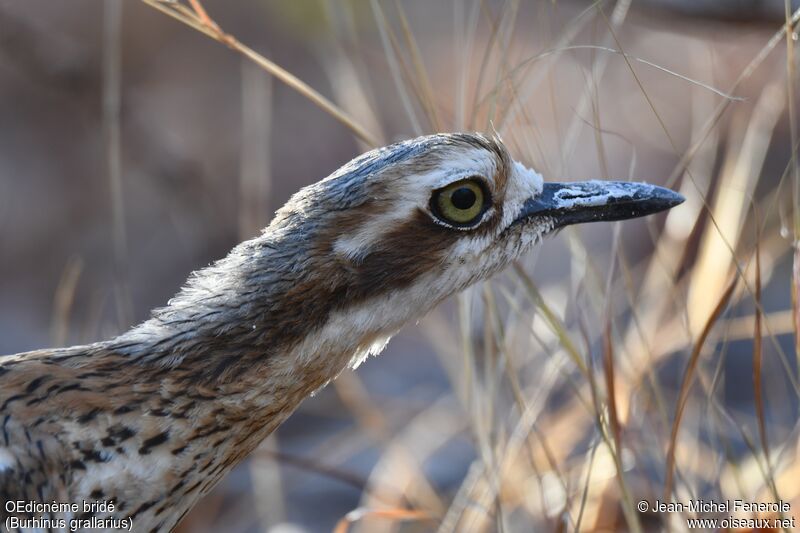 Bush Stone-curlew