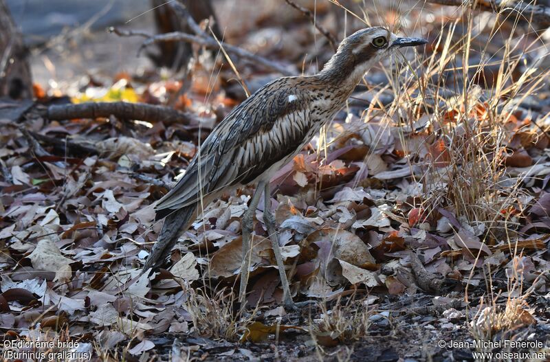 Bush Stone-curlew