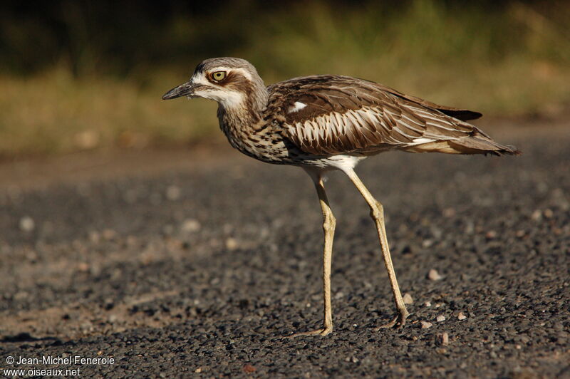 Bush Stone-curlew