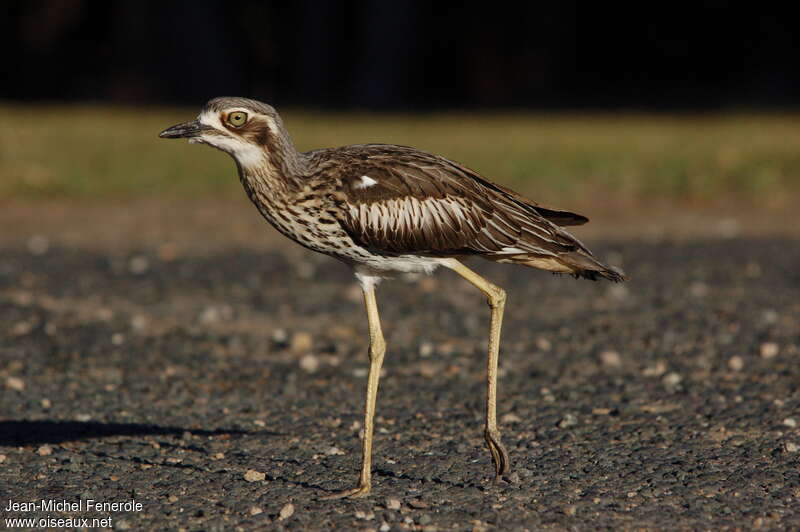 Bush Stone-curlewadult