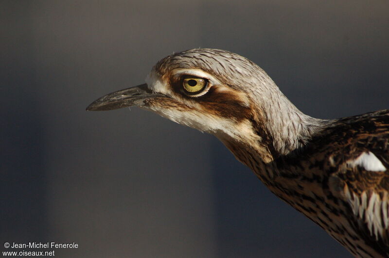 Bush Stone-curlew