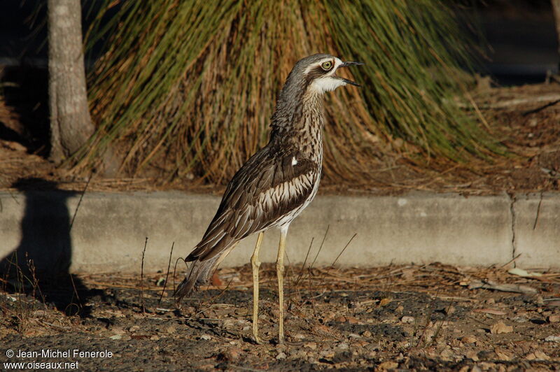 Bush Stone-curlew