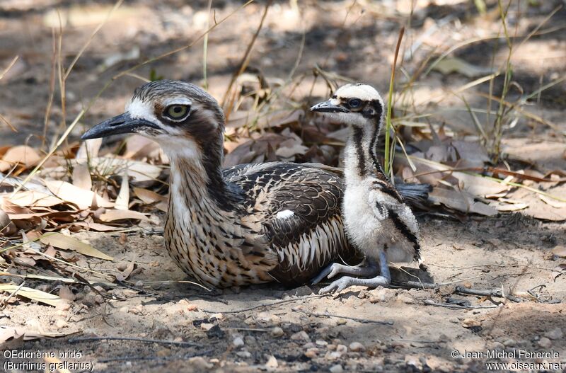 Bush Stone-curlew