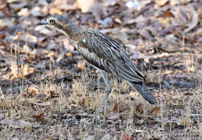 Bush Stone-curlew