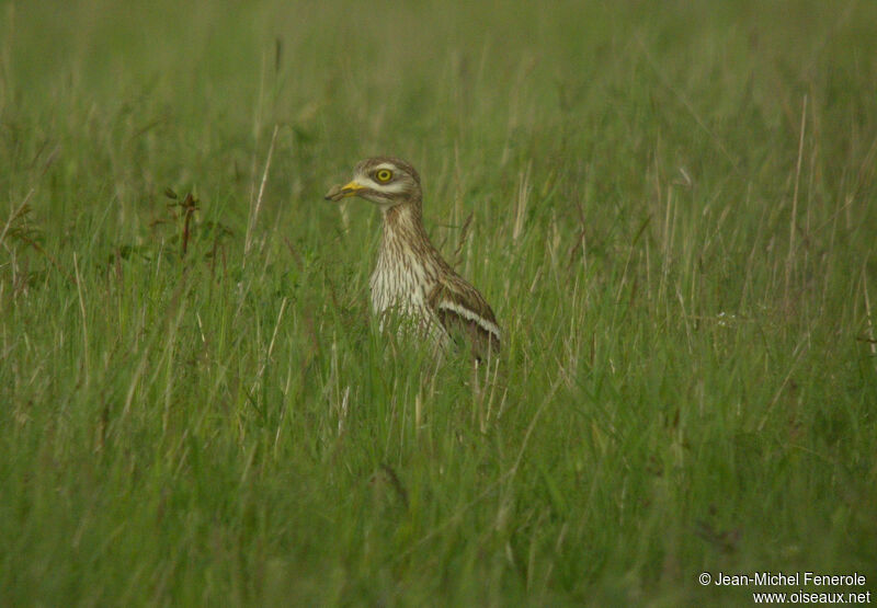 Eurasian Stone-curlew