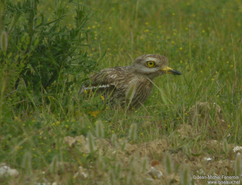 Eurasian Stone-curlewadult