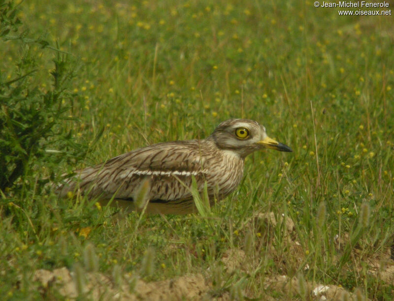 Eurasian Stone-curlewadult