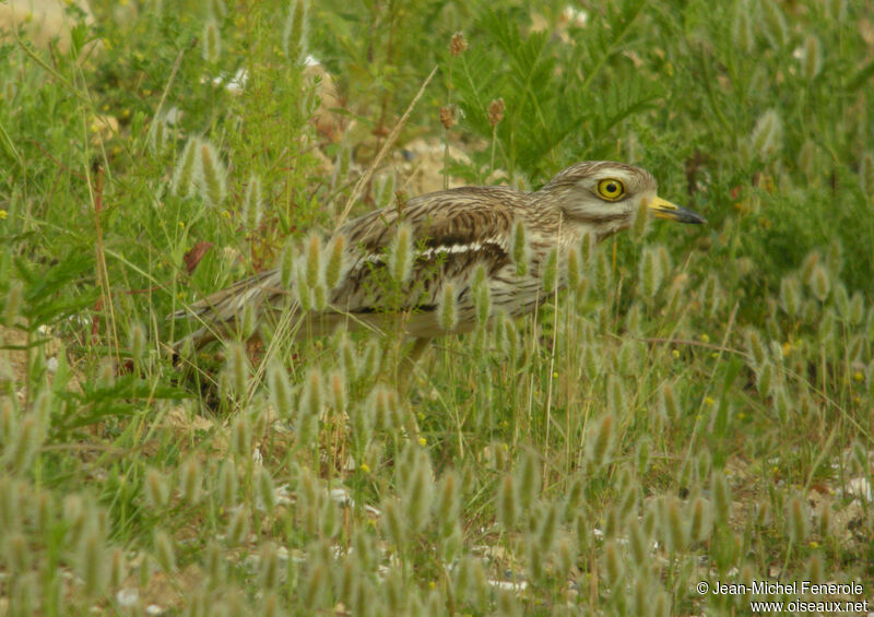 Eurasian Stone-curlewadult