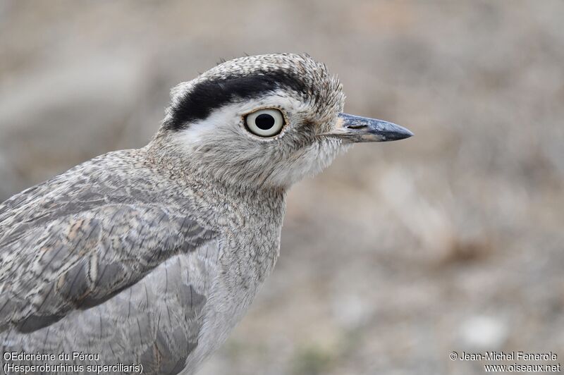 Peruvian Thick-knee