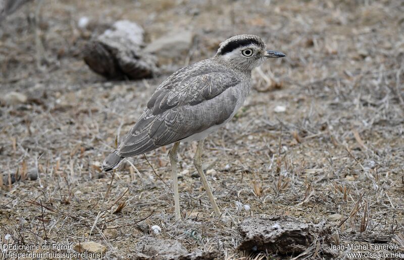 Peruvian Thick-knee