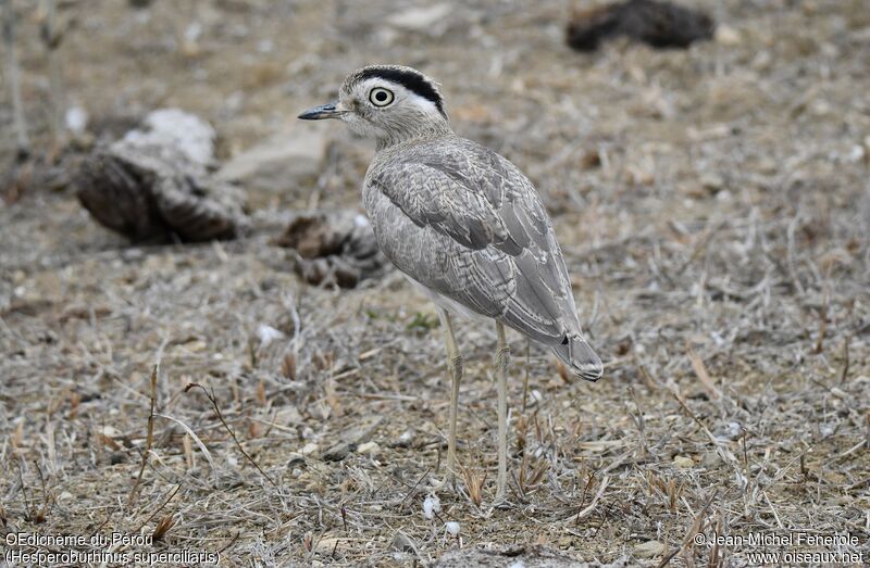 Peruvian Thick-knee