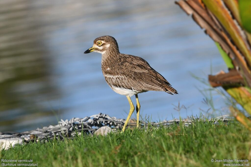 Œdicnème vermiculé