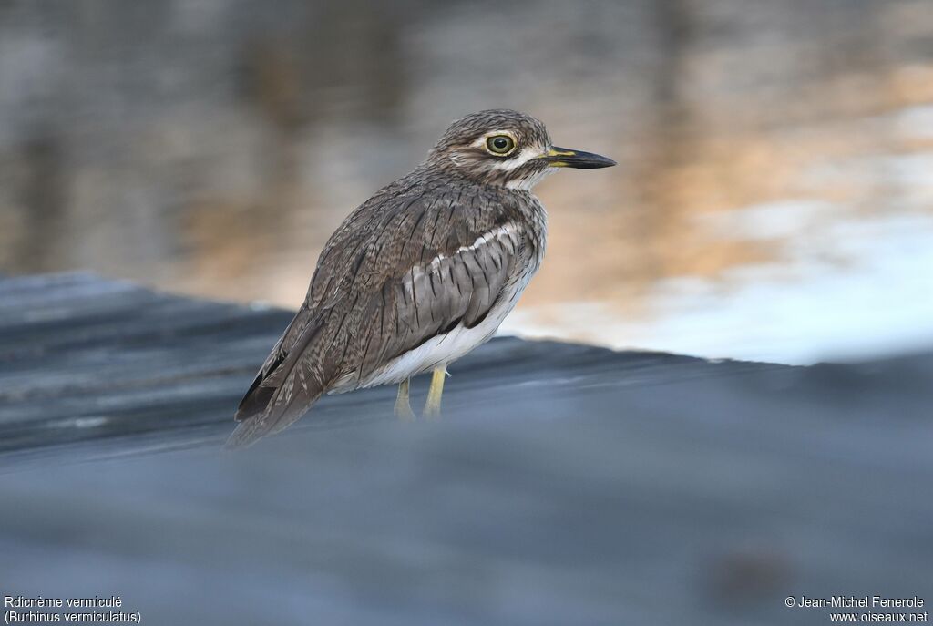 Œdicnème vermiculé