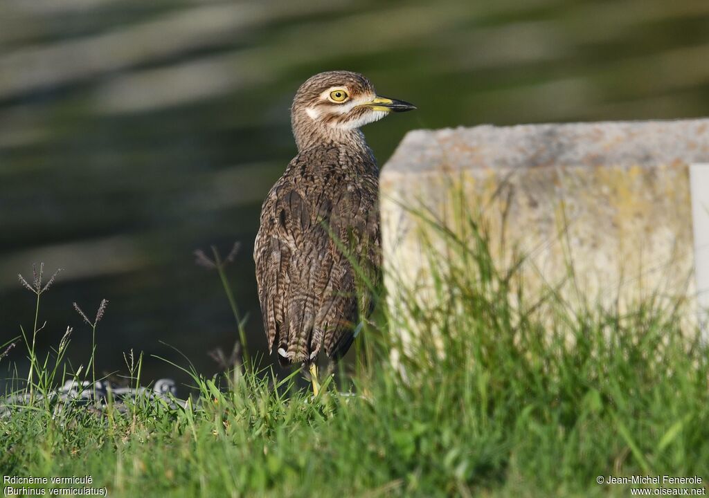 Œdicnème vermiculé