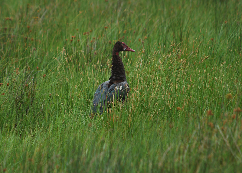 Spur-winged Goose