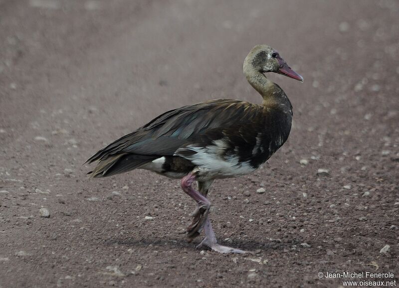 Spur-winged Goose