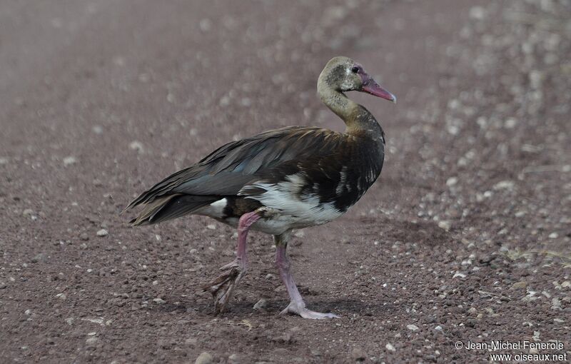 Spur-winged Goose