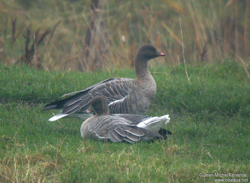 Pink-footed Goose